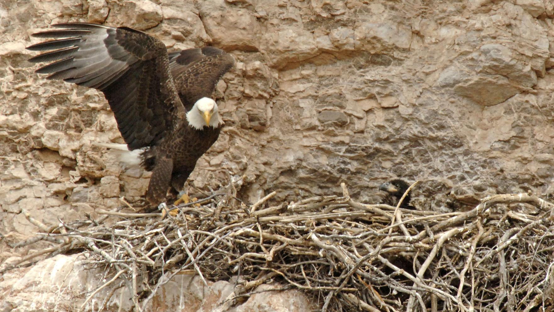 Once-endangered bald eagles are now flourishing in Arizona